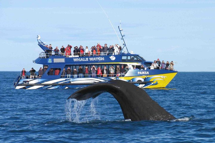 Whale Watching